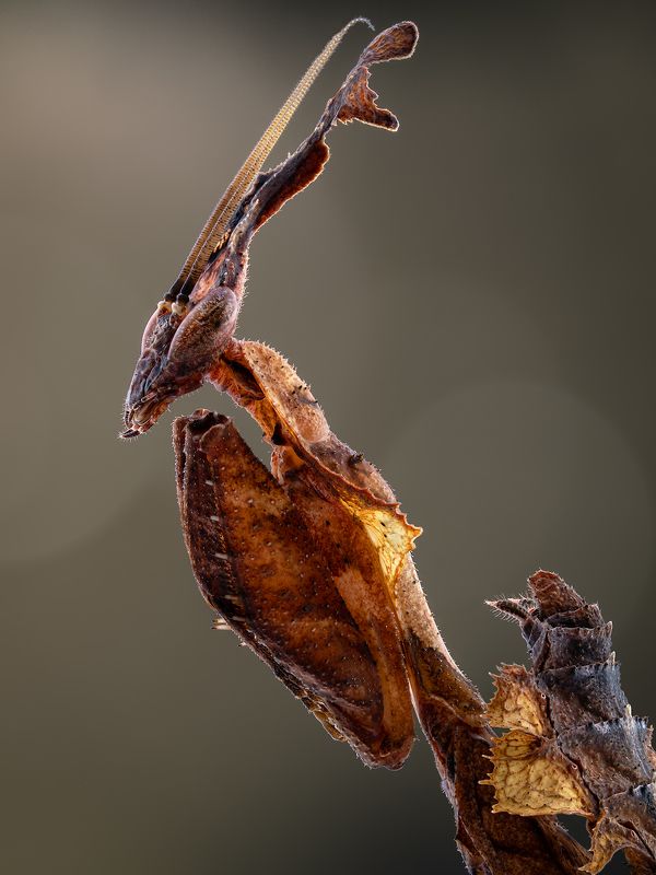 irass, waledzik, nat geo, olympus, close up, macro, extreme macro, макро Phyllocrania paradoxa.photo preview