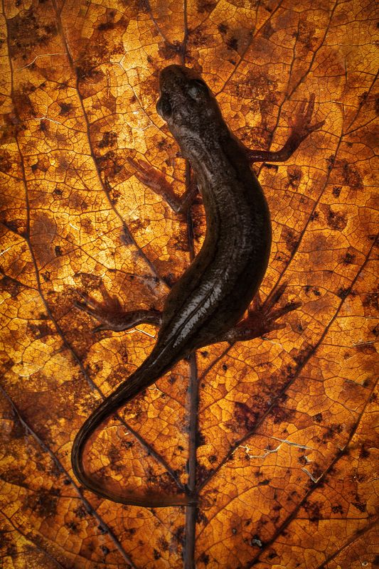 тритон, амфибия, Урал Обыкновенный тритон (Lissotriton vulgaris)photo preview