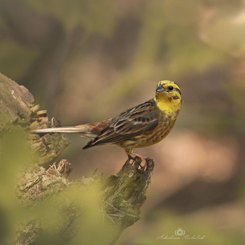 Trznadel (Emberiza citrinella)photo preview