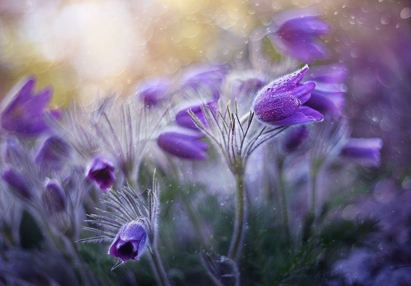 Весенний сонphoto preview