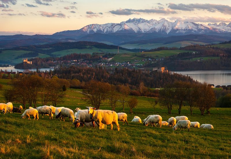 evening grazingphoto preview