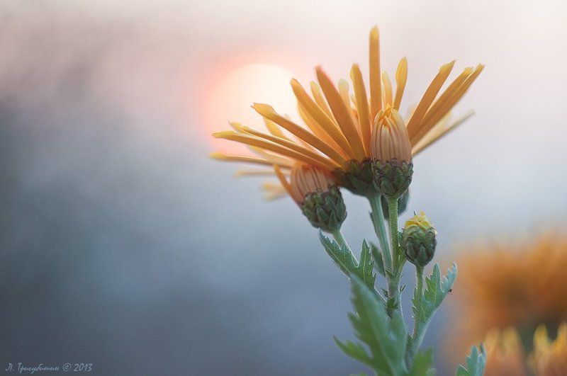 Хризантемыphoto preview