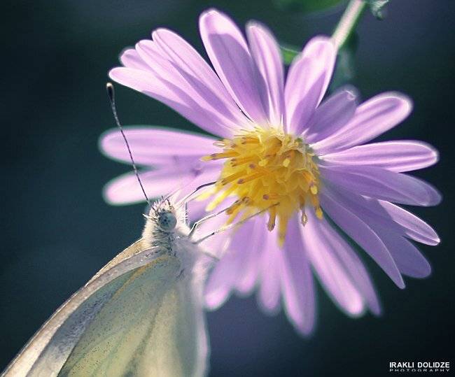 butterfly. Автор: ირაკლი დოლიძე Butterfl, Colors, Flowers, Light, Macro, Yellow, ირაკლი დოლიძე