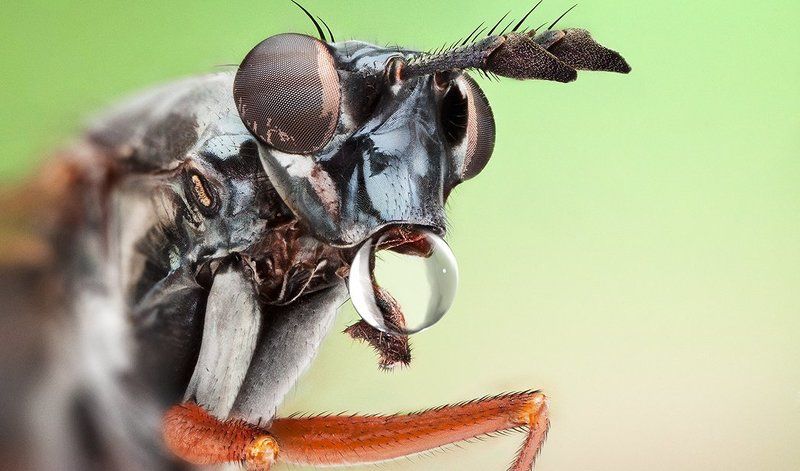 Drop Flyphoto preview