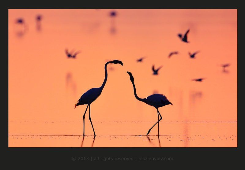 Мелодия любвиphoto preview