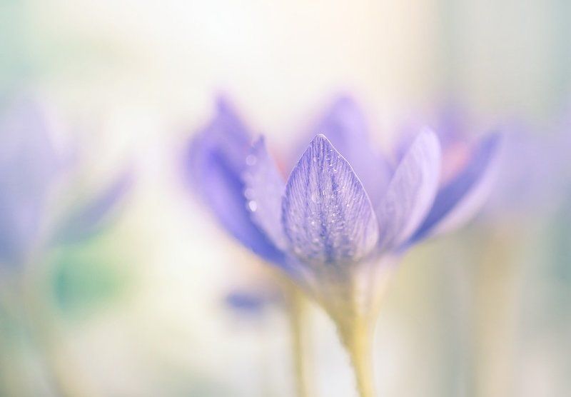 крокусы Осенняя усладаphoto preview