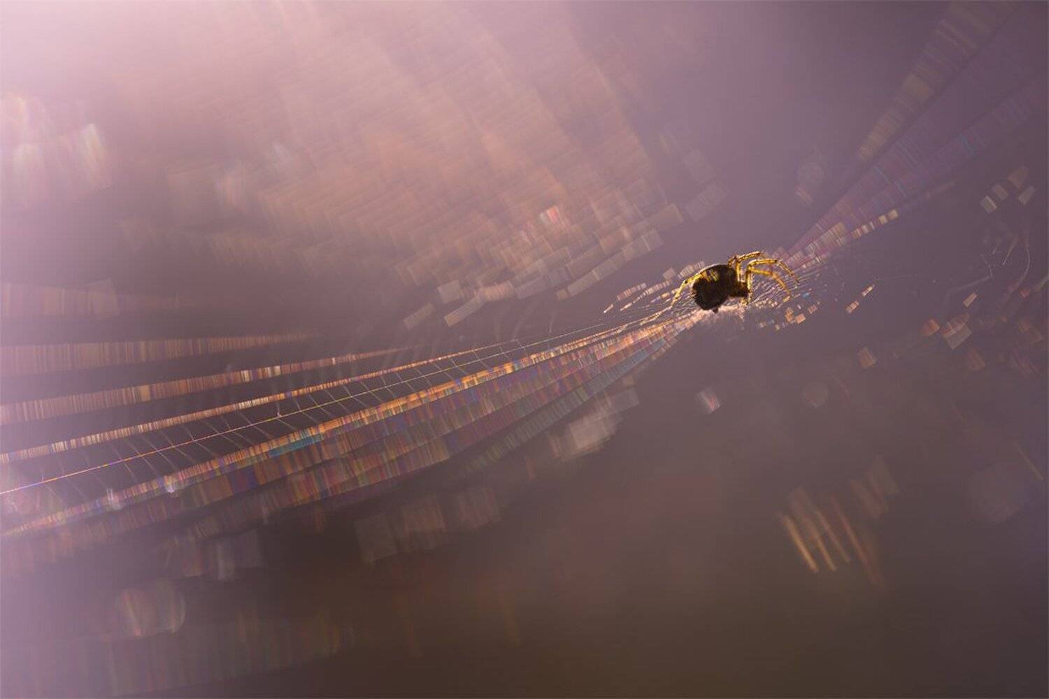 К звёздам.... Автор: Геннадий Мещеряков , Геннадий Мещеряков