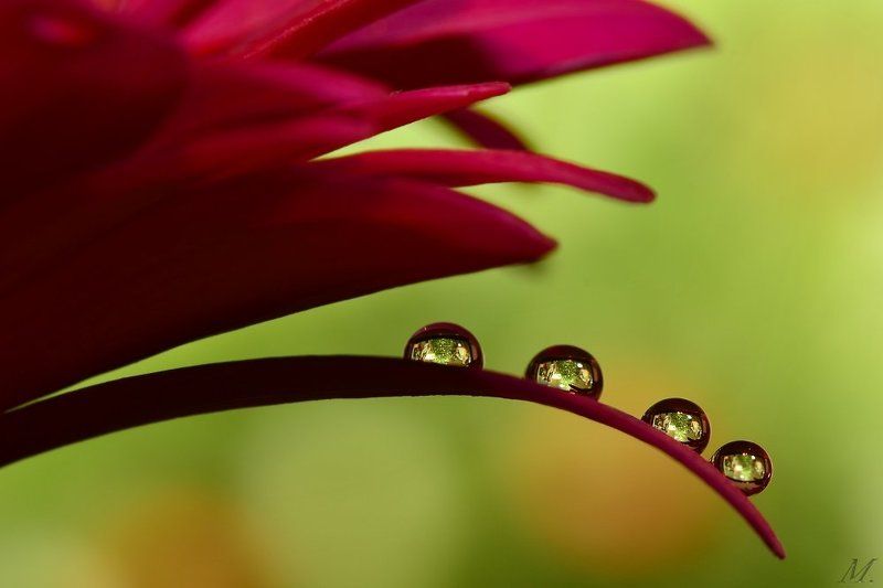 Quattuorphoto preview