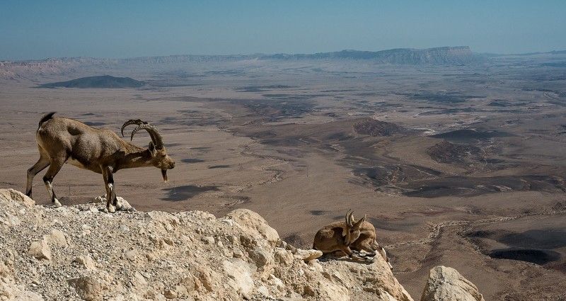 нубийский, горный, козел Первое свиданиеphoto preview