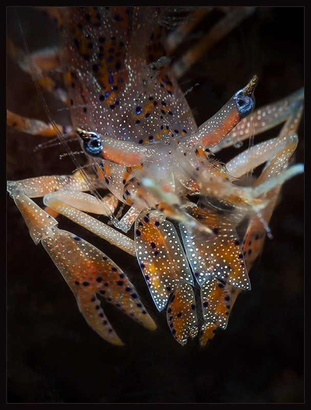 tiger, shrimp Голубоглазый тигрphoto preview