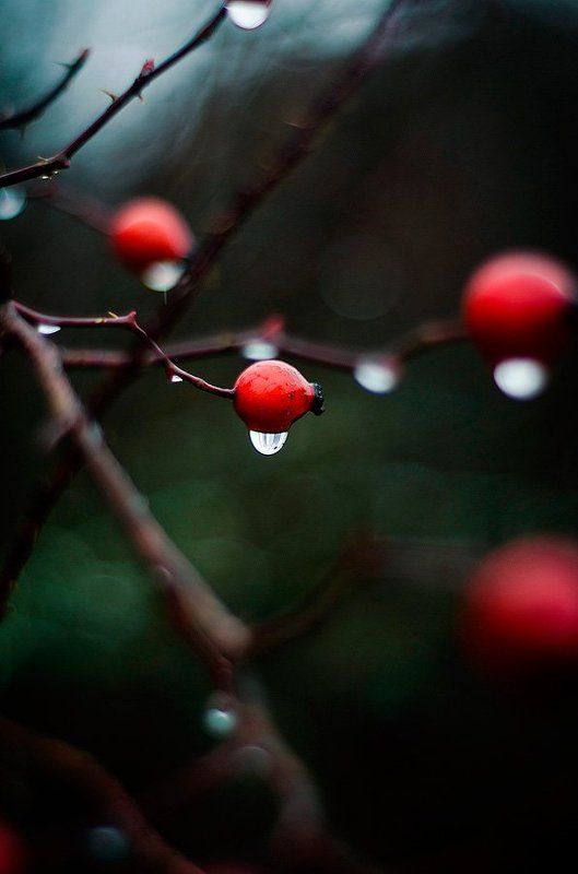 Про осенние каплиphoto preview