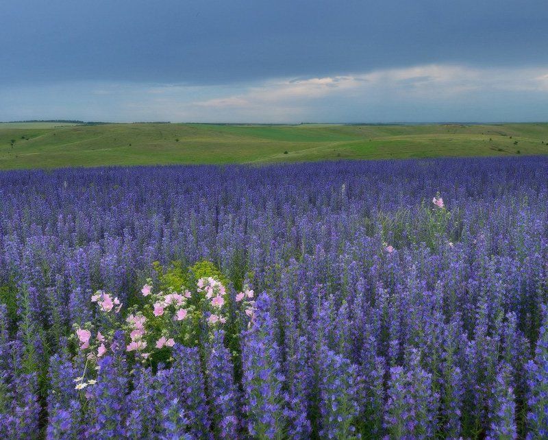луг, гроза Инакомыслящиеphoto preview