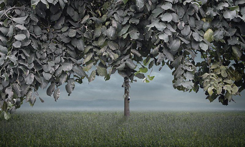 tree climberphoto preview