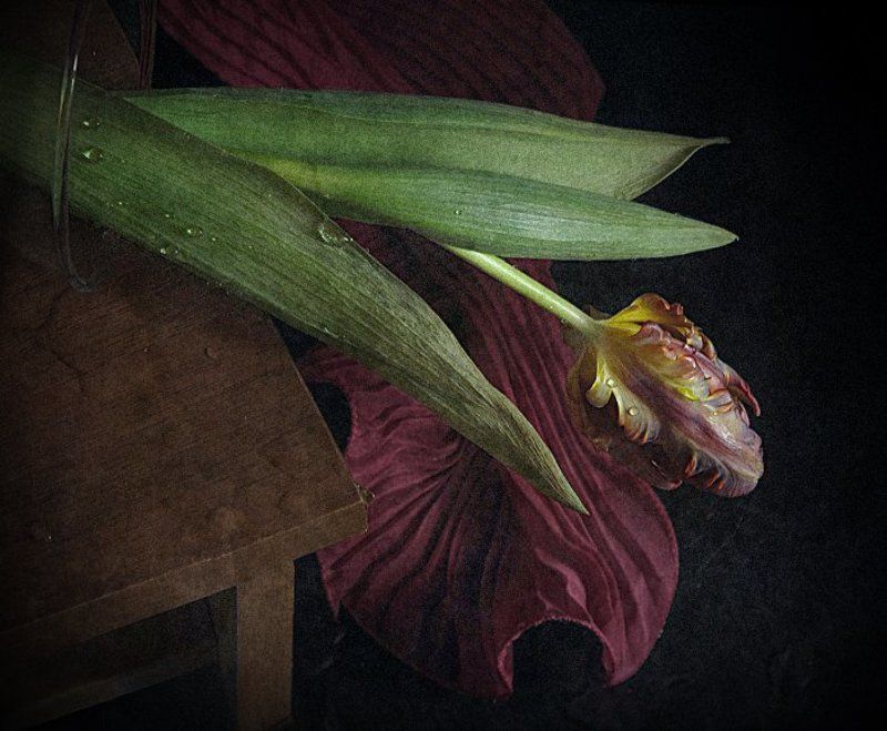 Натюрморт, Тюльпан, Цветок Меланхолия...photo preview