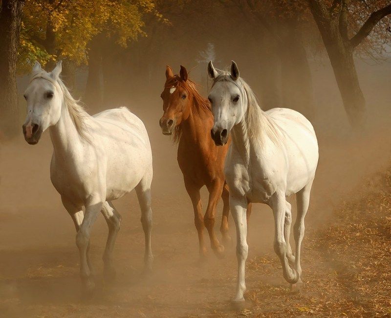 Tройкаphoto preview