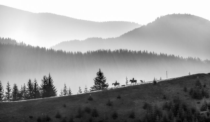 Horse, Nature, Riding, Romania, Sunset photo preview