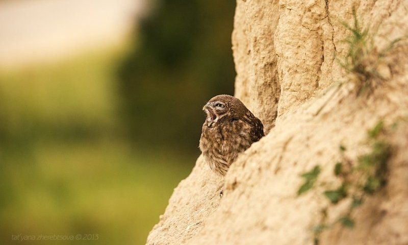 Домовой сыч, Сычик К приему пищи готов!photo preview