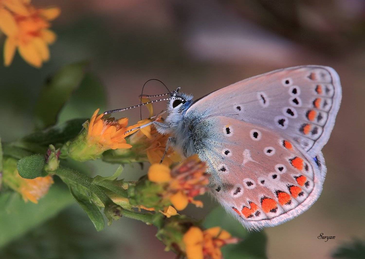 А кушать то как хочется. Автор: Олег Сурьянинов , Олег Сурьянинов
