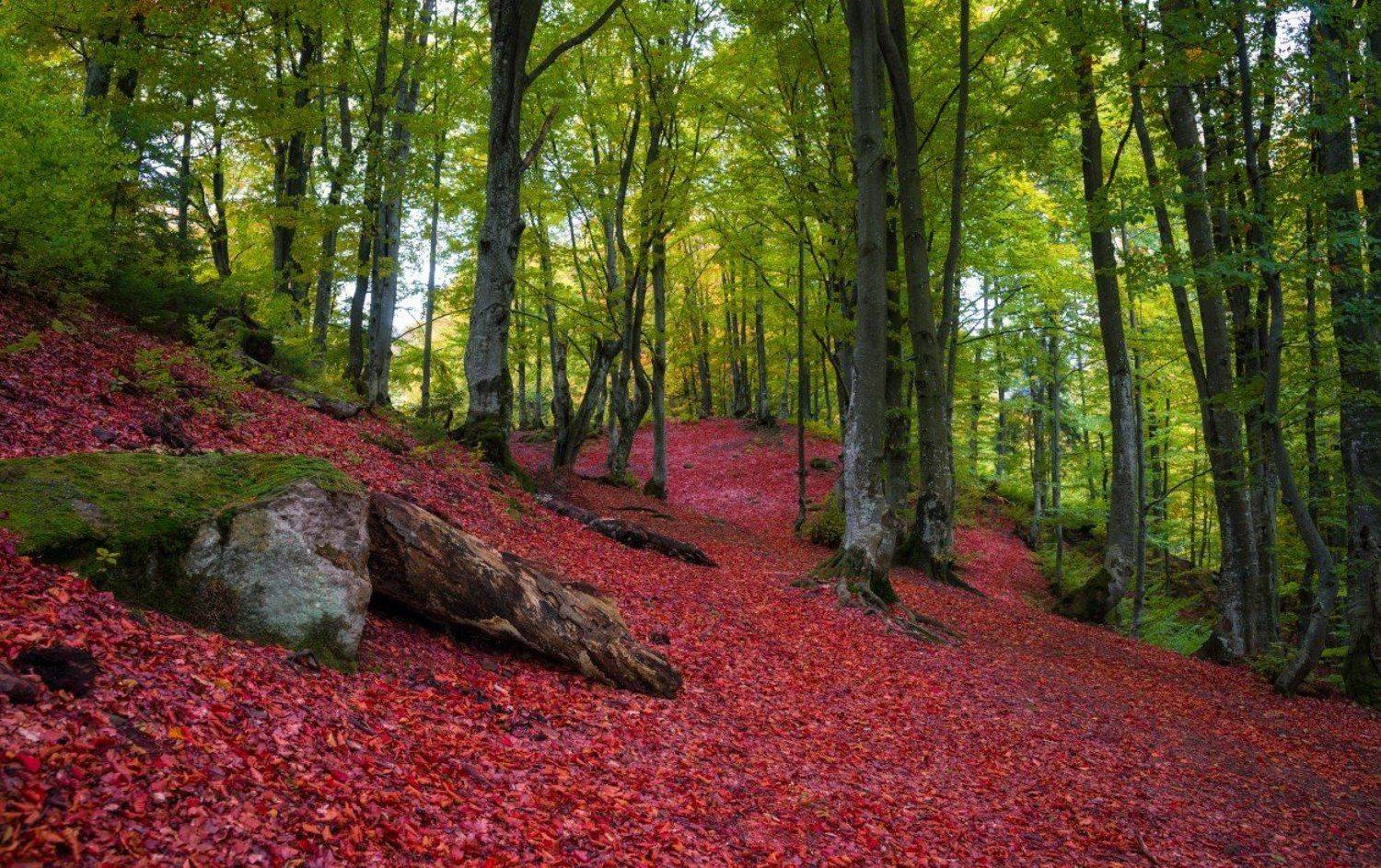 Прогулка в буковом лесу. Автор: Пеккер Сергей Красное, Красный, Лес, Листва, Осень, Пеккер Сергей