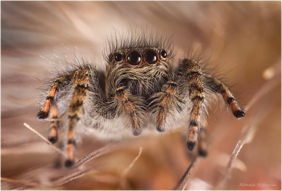 , Надежда Муравьёва