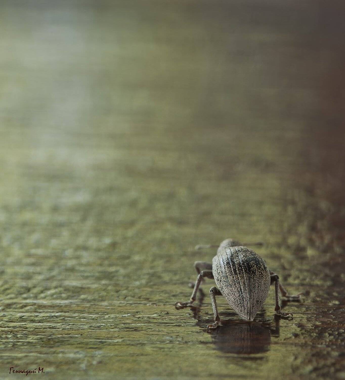 Прогнали.... Автор: Геннадий Мещеряков , Геннадий Мещеряков