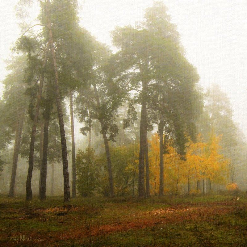 Мачтовые сосныphoto preview