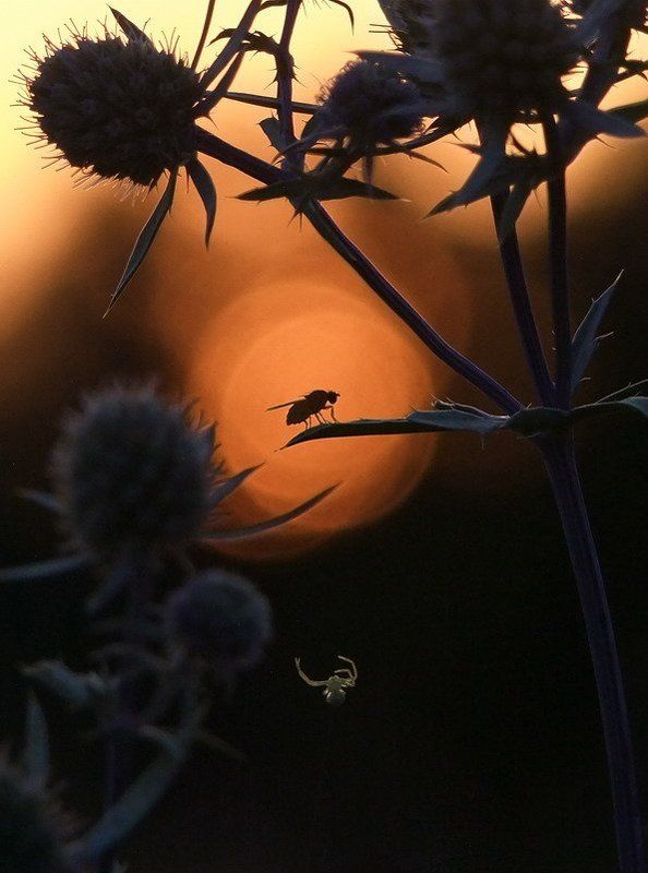 закат Леденящая кровь история случившаяся в полночь десятой Луныphoto preview