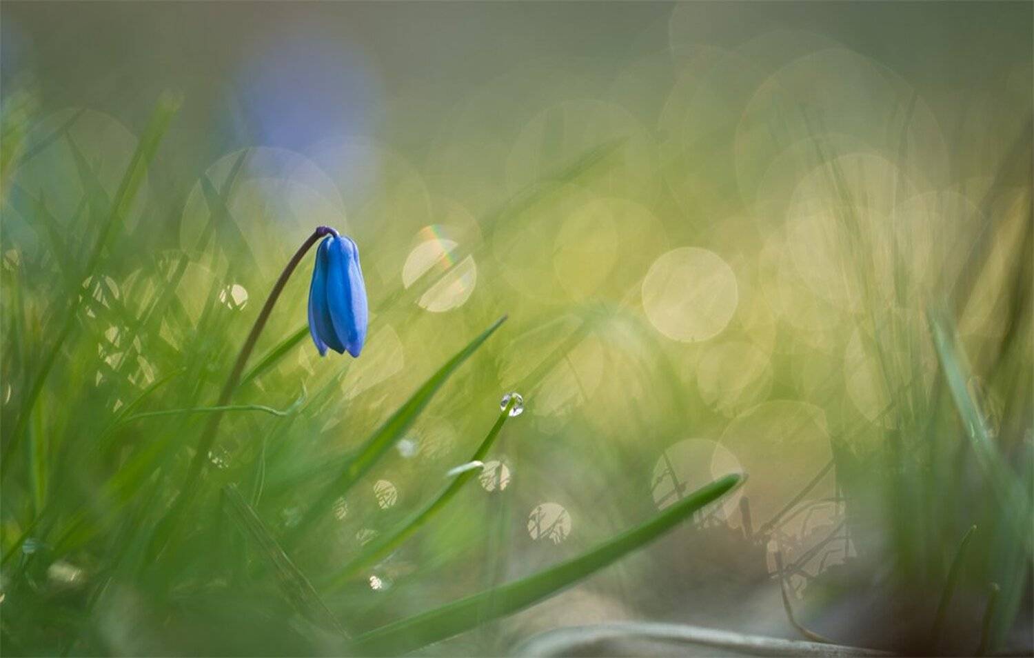 Nikon D 800, Весна, Воронеж, Подснежник, Свет, Геннадий Мещеряков