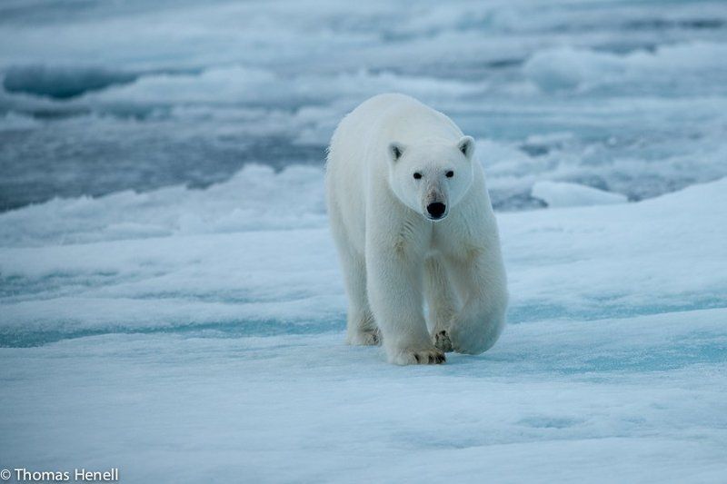 Polar Bear Eye to Eyephoto preview
