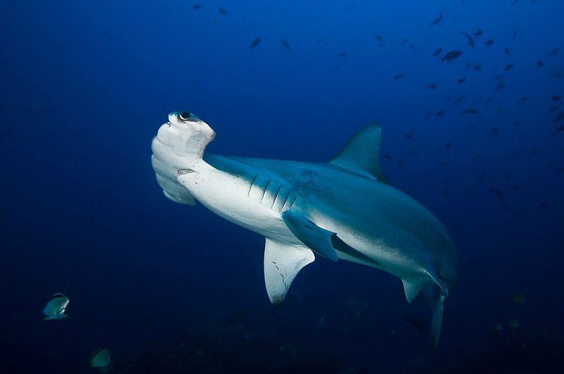 календарег 2014photo preview