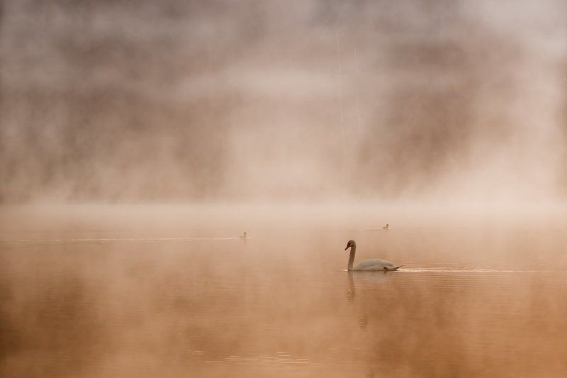 +++ фото превью