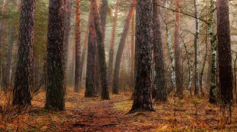 В сосновом бору фото превью