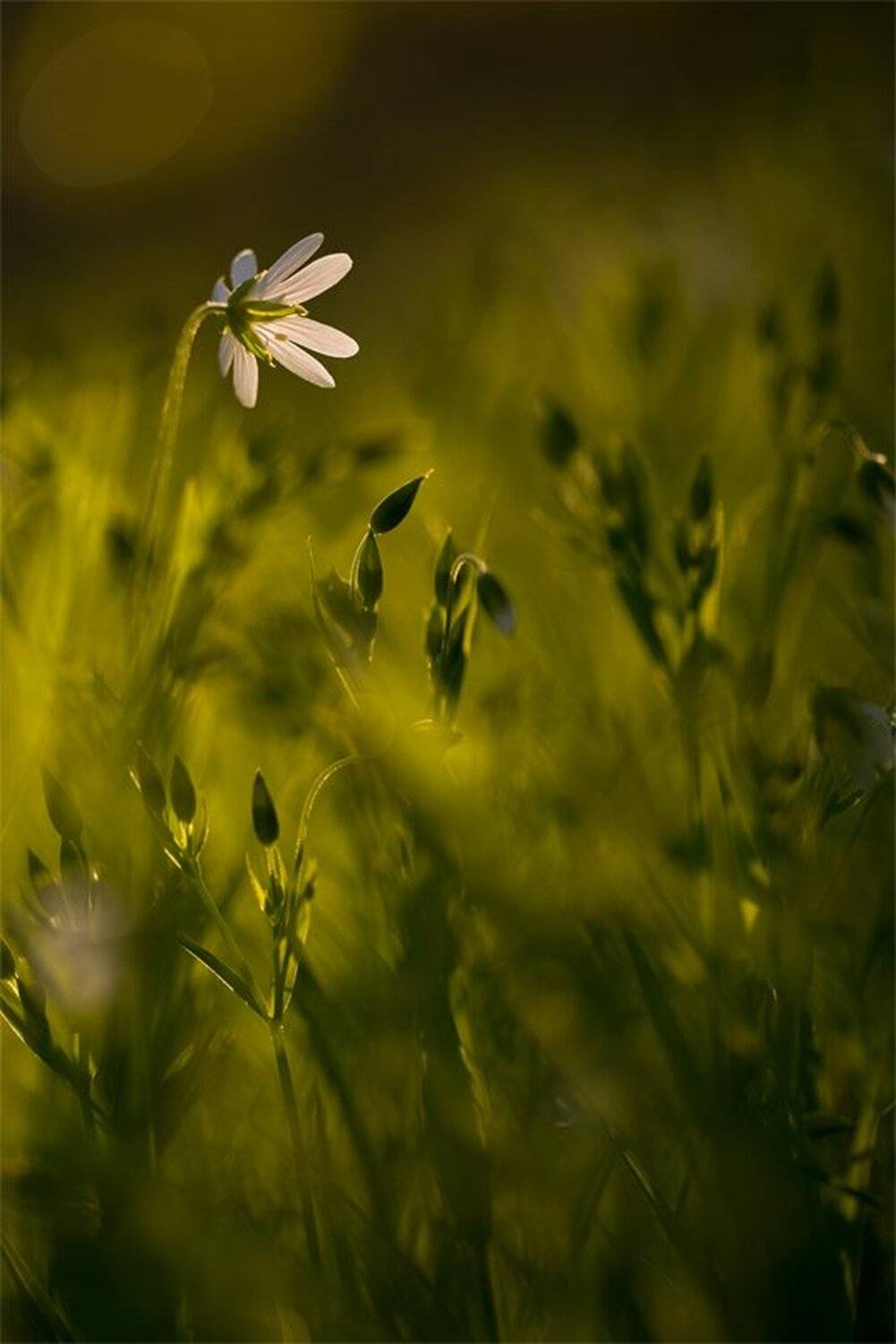 Утро золотых снов.... Автор: Геннадий Мещеряков Nikon D 800, Весна, Май, Свет, Сны, Утро, Геннадий Мещеряков