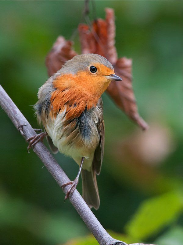 Зарянка, Птицы, Фотоохота Оранжевая конфетка.photo preview
