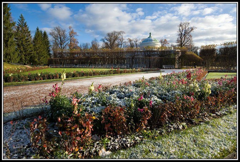 Цветы запоздалые.photo preview