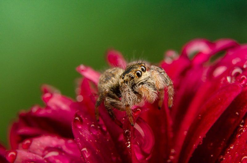 Приключения прыгуна)photo preview