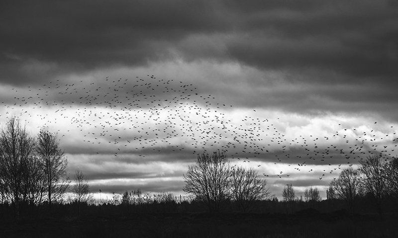 Birds part2photo preview