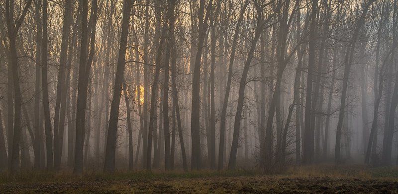 Mood From The Forestphoto preview