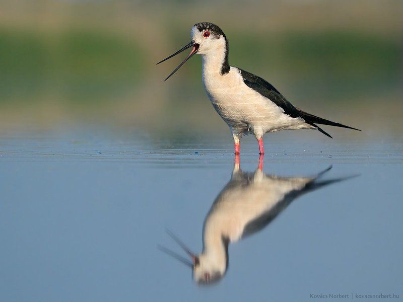 Black-winged Stiltphoto preview