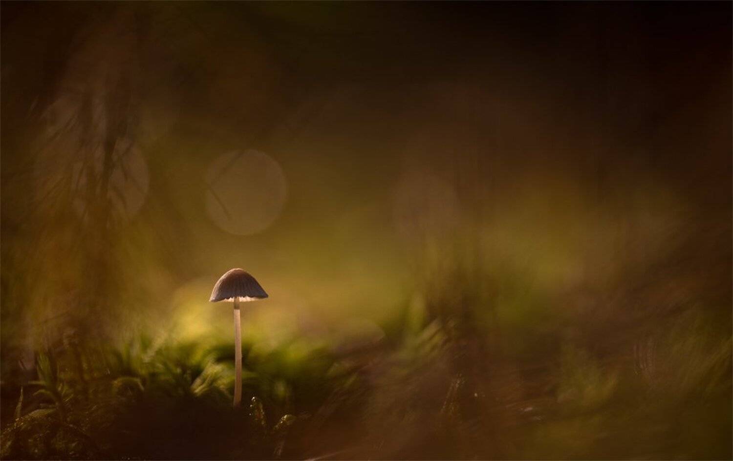 , Геннадий Мещеряков