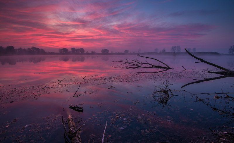 Purple Morningphoto preview