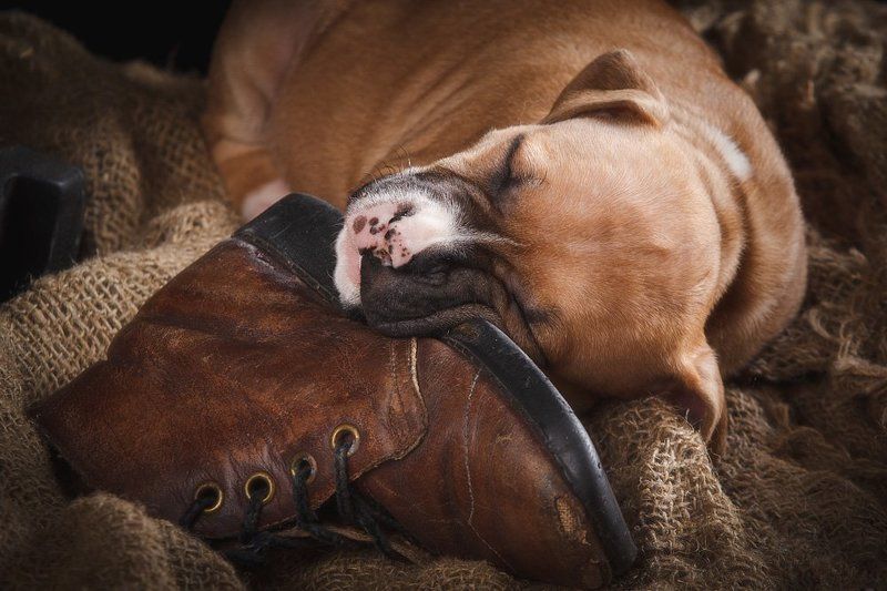 Щенокphoto preview