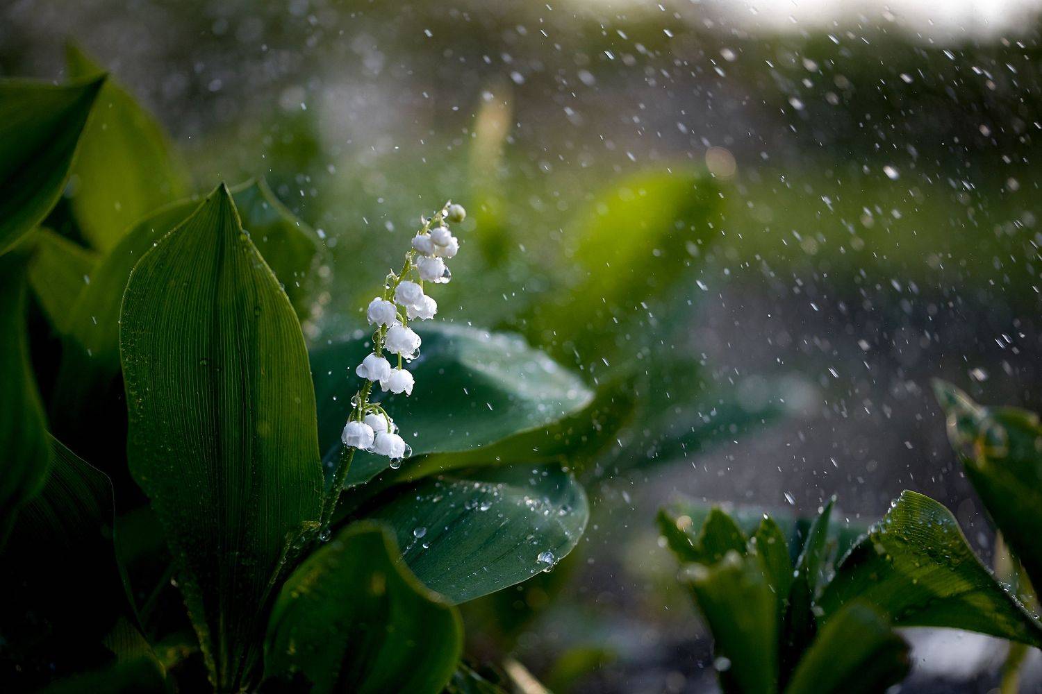 Spring. Автор: Анна Дегтярёва macro, nikon, nature,sigma, цветы, макро, боке, Анна Дегтярёва