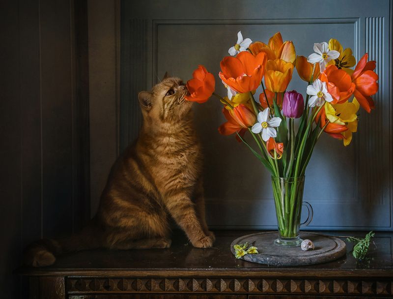 натюрморт, цветы, тюльпаны, кот Любитель тюльпановphoto preview