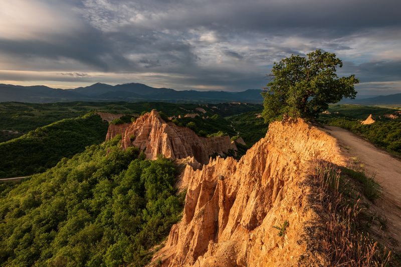 Golden morningphoto preview