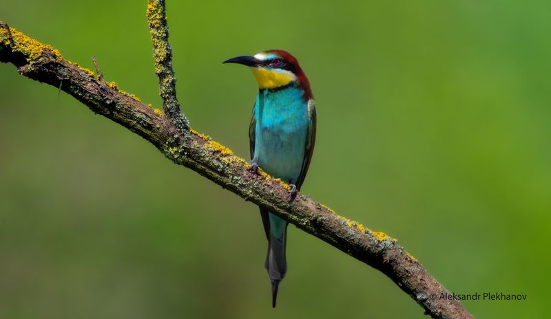 Щурка золотистаяphoto preview