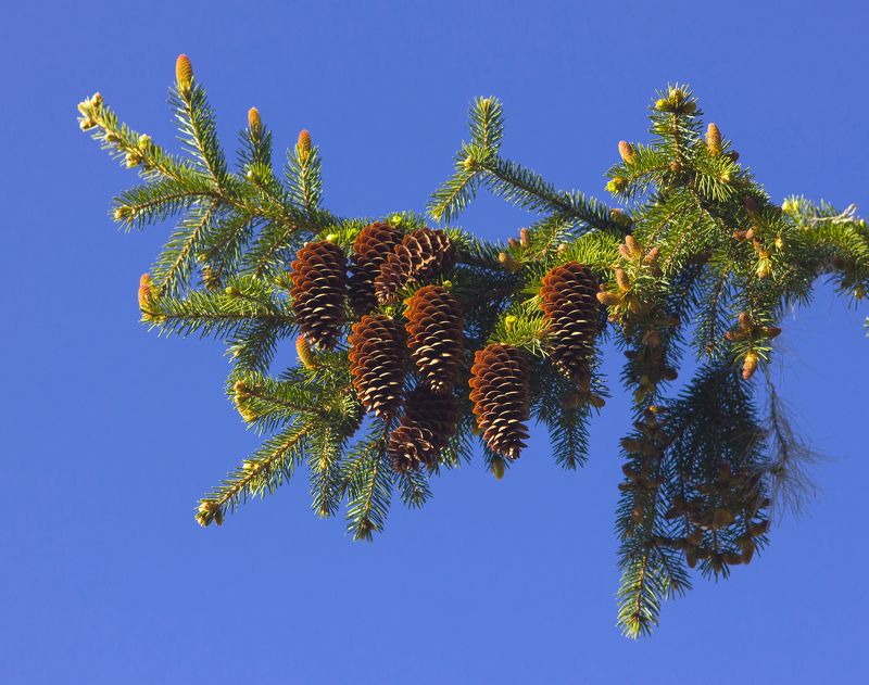 весна,ель,шишки ели,цветущая ель, природа, небо Ветка весенней елиphoto preview