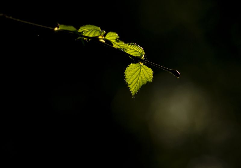 природа,  весна, береза, листья березы, макро, свет Зеленый шумphoto preview