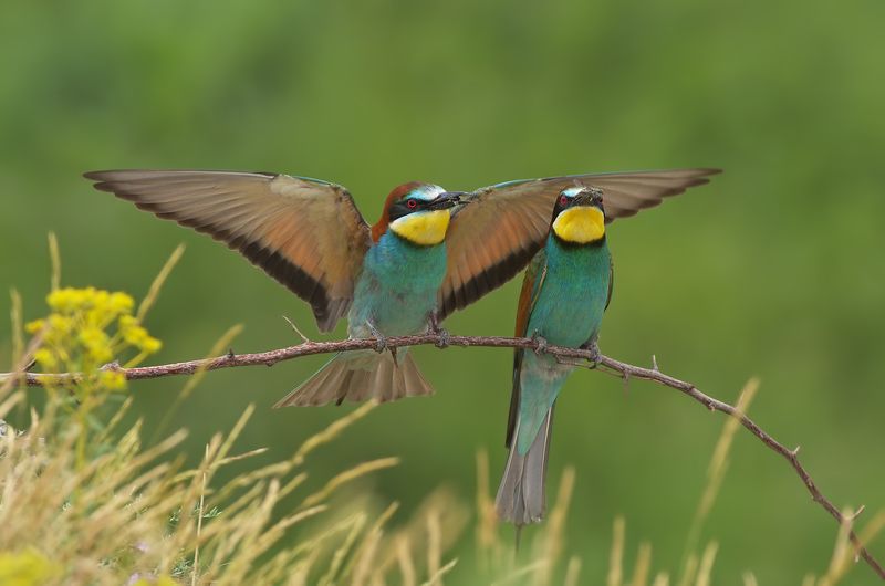 Щуркиphoto preview