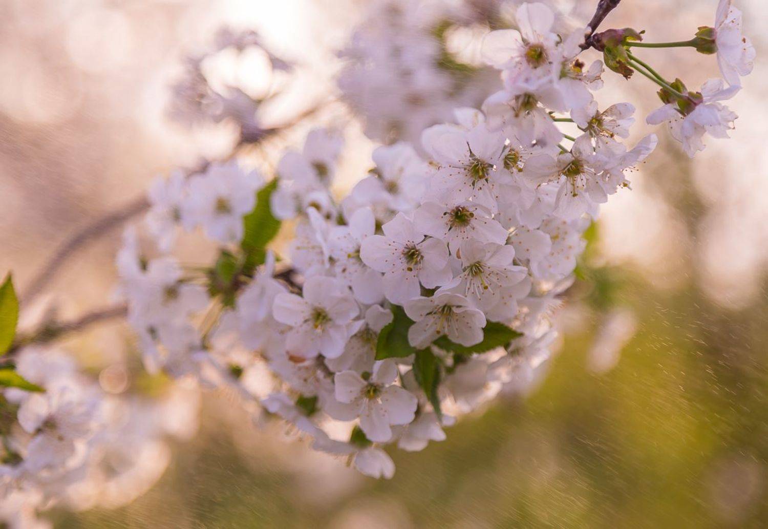 , Александр Подрез